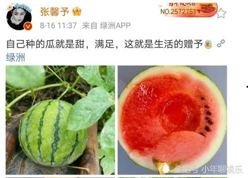 娱乐圈吃瓜用什么看